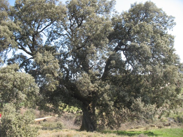 M.N. n� 44 Encinas de Ol�riz. Quercus ilex subsp. ballota (Desf.) Samp.