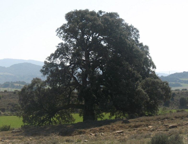 M.N. nº 44 Encinas de Olóriz. Quercus ilex subsp. ballota (Desf.) Samp. 4