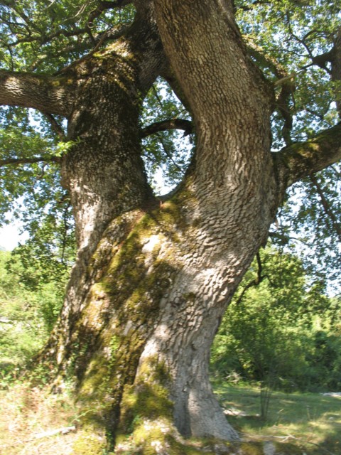 MN n� 45 Quercus robur L. x Quercus humilis Mill., Robles de Ira�eta
