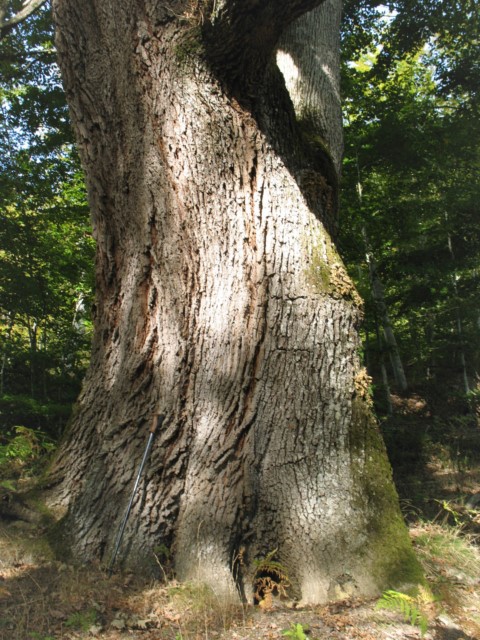MN nº 47. Quercus petraea (Matt.) Liebl., Roble de Etxarri Aranatz. 3