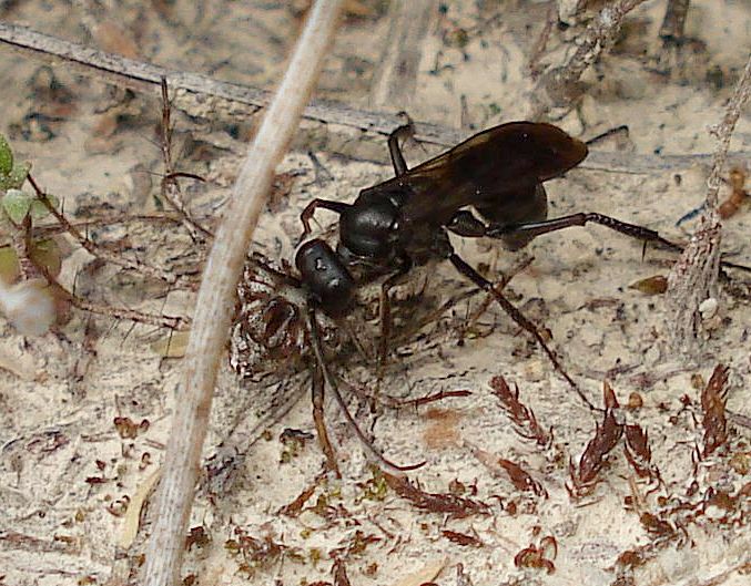 Auplopus carbonarius -hembra con araña apresada-