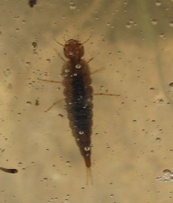 Colymbetes cf. fuscus -larva-