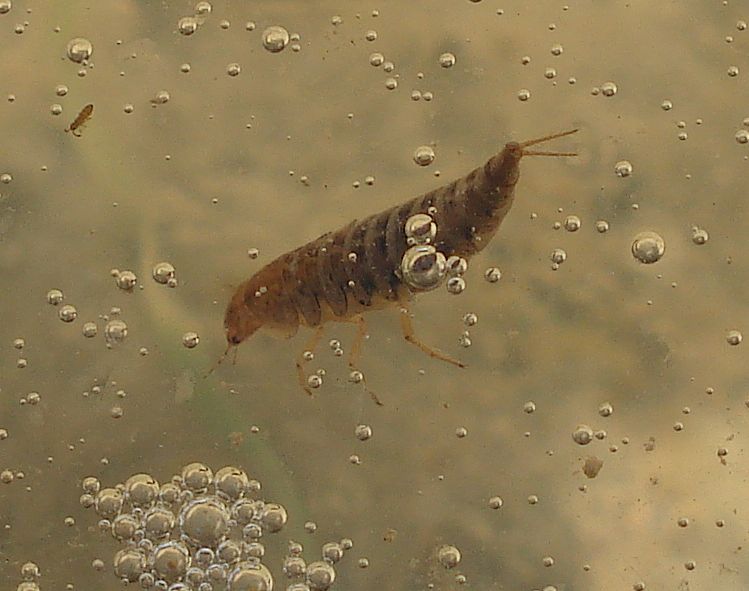 Colymbetes cf. fuscus -larva-
