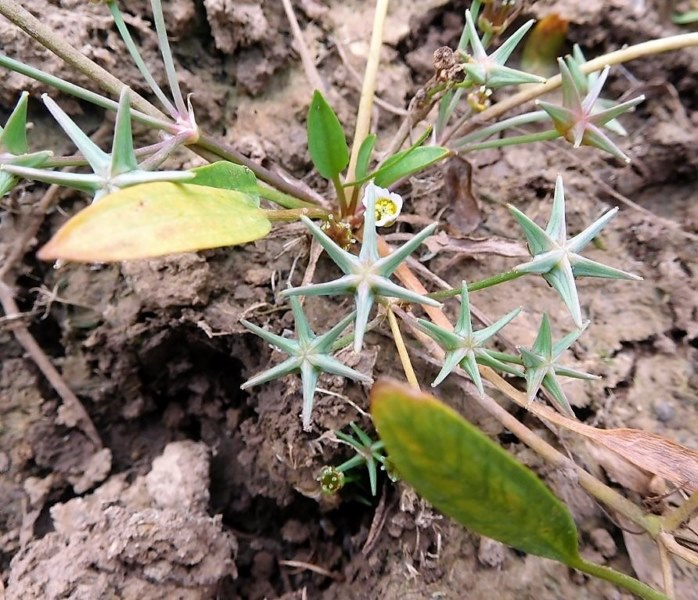 Damasonium polyspermum Coss., Damasonium alisma subsp. polyspermum (Coss.) Maire.