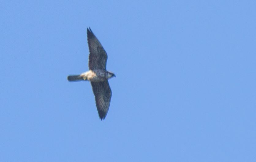 Halcón Borní/Falco biarmicus