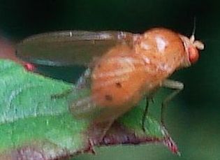 Sapromyza cf. quadripunctata