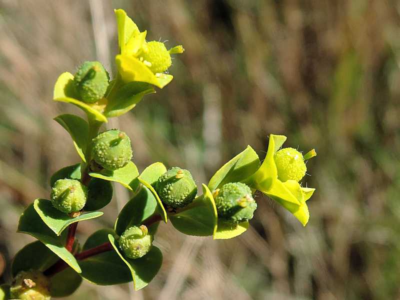 Euphorbia hirsuta 3