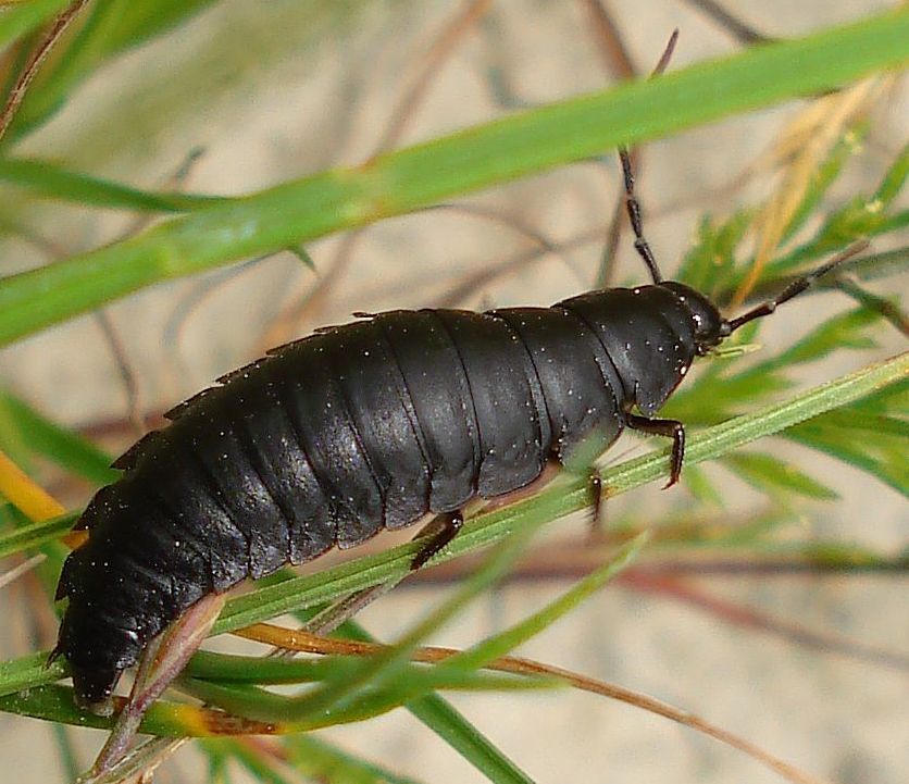 Ablattaria laevigata -larva-