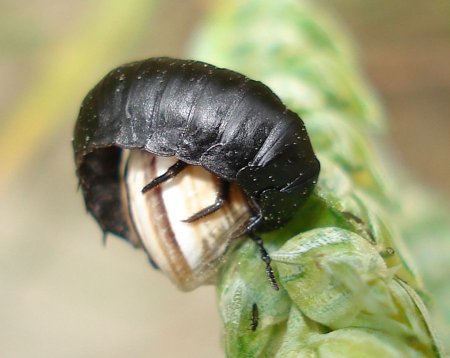 Ablattaria laevigata -larva- 2
