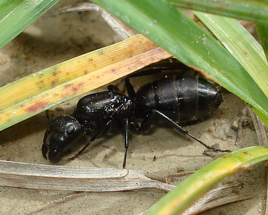 Camponotus cf. vagus -reina- 2