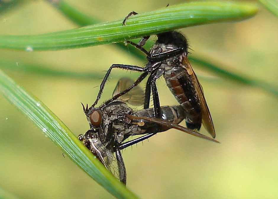 Rhamphomyia cf. sulcata -macho y hembra- 3