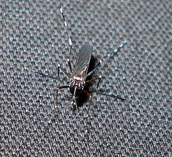 Aedes = Stegomyia albopictus  -hembra-