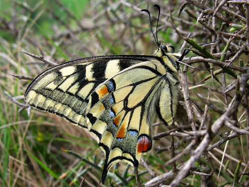 Papilio machaon (Linneo 1758)