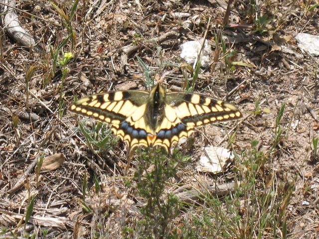 Papilio machaon Linnaeus 1758, Macaón