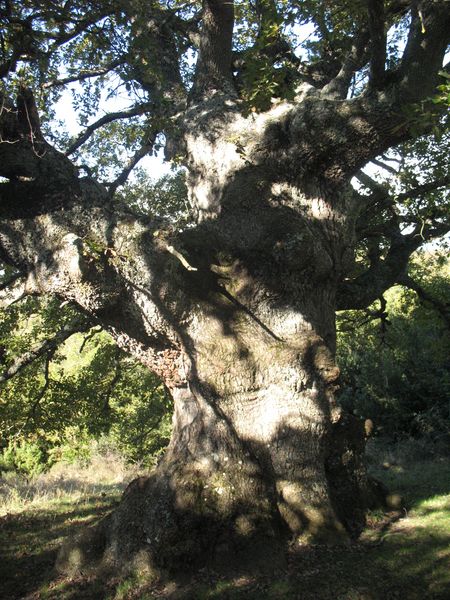 Ecag�e Ol�riz. MN n� 42. Quercus pubescens Wild, Quercus humilis Mill. Roble de Etxag�e.