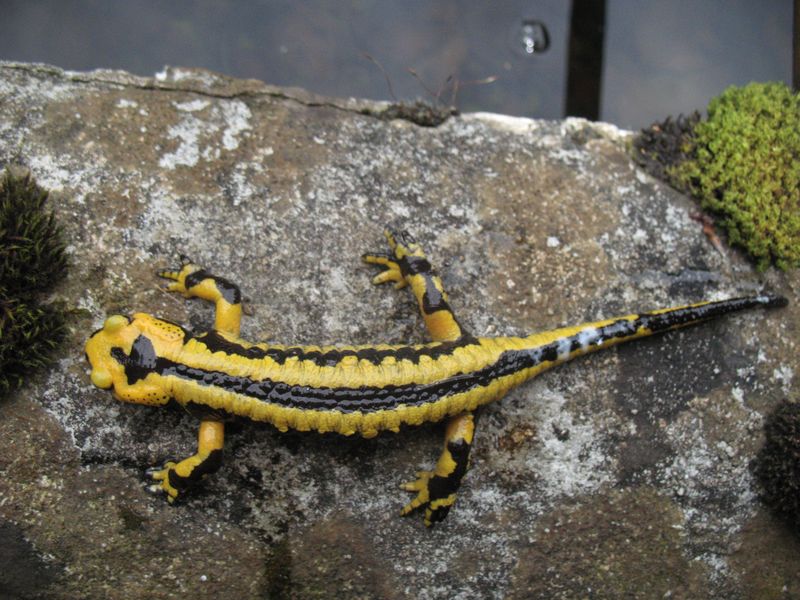 Salamandra salamandra L., Salamandra común.