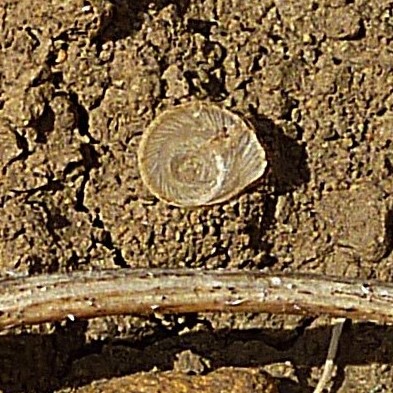 Pomatias elegans ( M�ller 1774). Op�rculo.