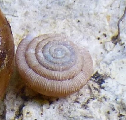 Trissexodon constrictus (Boubée, 1836). 2