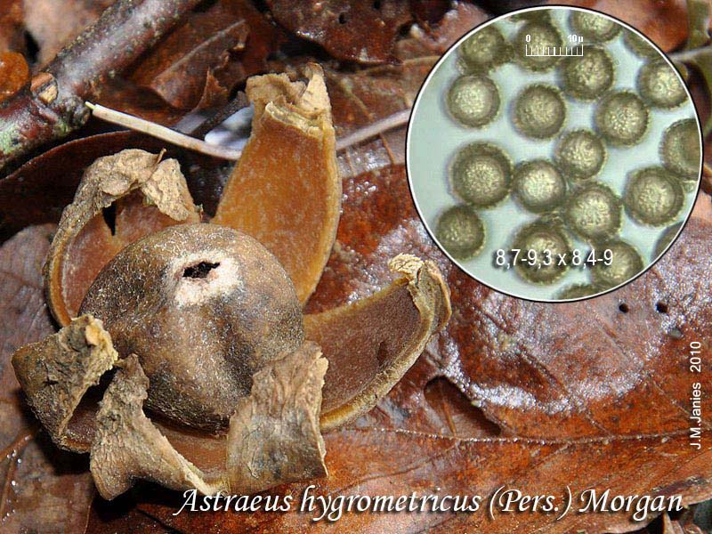 Astraeus hygrometricus (Pers.) Morgan