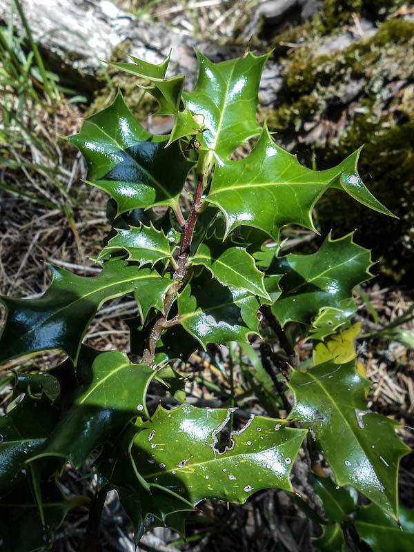 Gorosti/Acebo/Ilex aquifolium