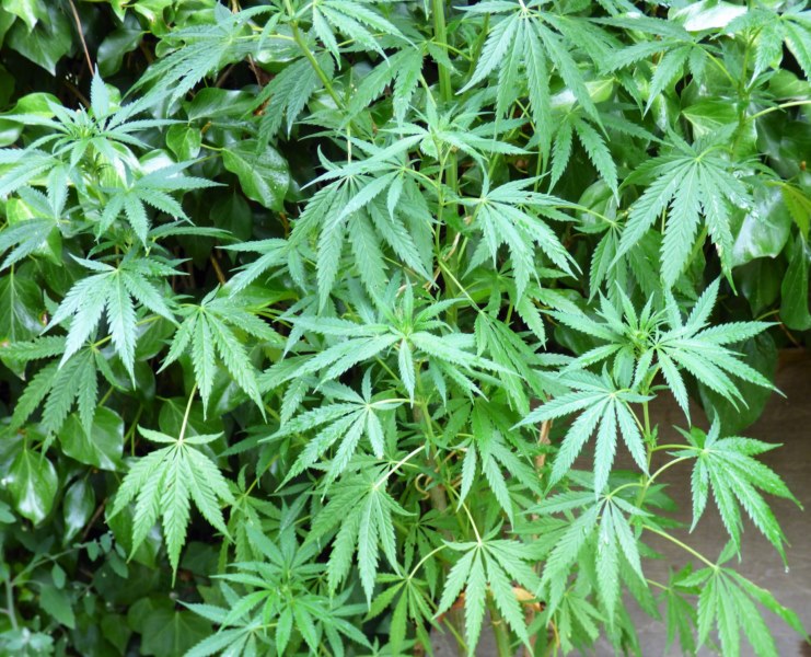 Cannabis sativa L. subsp. ruderalis Janisch., Cáñamo, Marihuana. 2