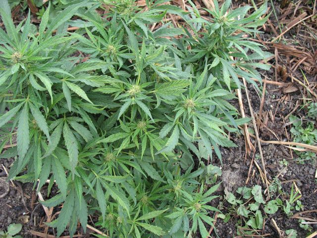 Cannabis sativa L. subsp. ruderalis Janisch., C��amo, Marihuana 5