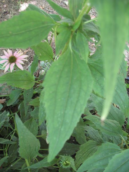 Echinacea purpurea (L.) Moench., Equinacea.