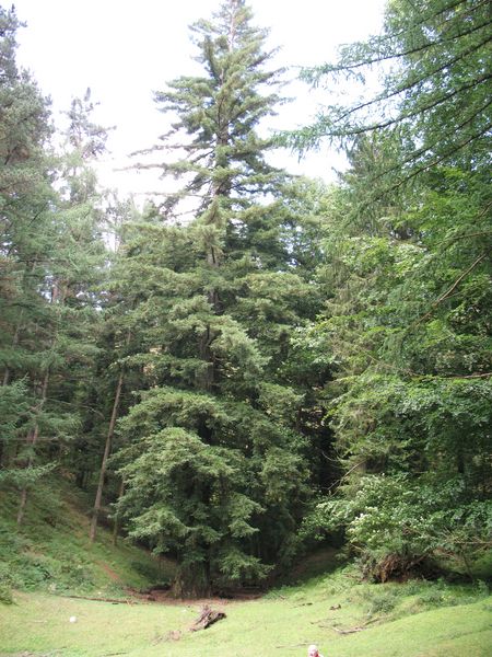 MN nº 36. Sequoia sempervirens (D.Don) Endl., Secuoya siempreverde, 2