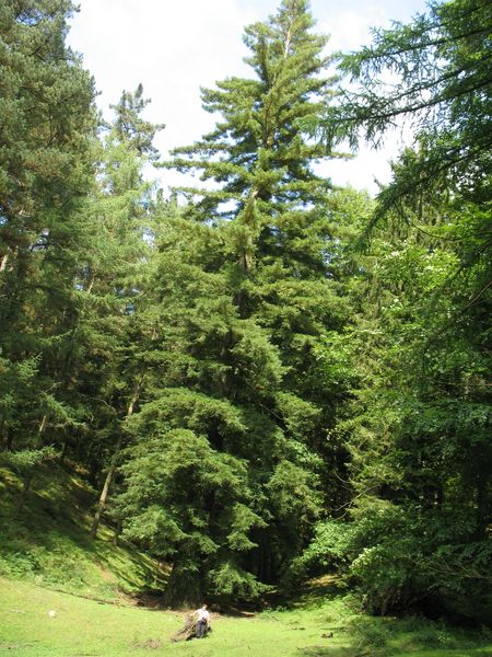 MN nº 36. Sequoia sempervirens (D.Don) Endl., Secuoya siempreverde, 6