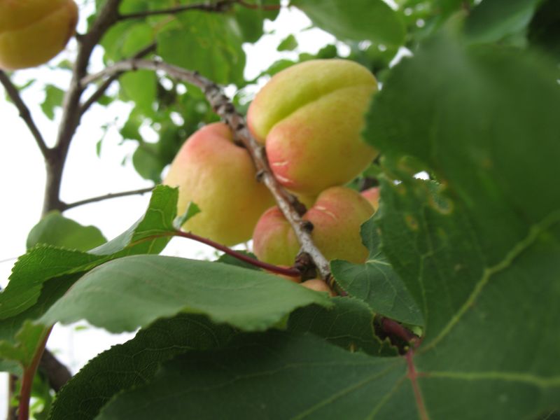 Prunus armeniaca L., Albaricoquero, Damasco, Chabacano, Alb�rchigo, Abercoque 2