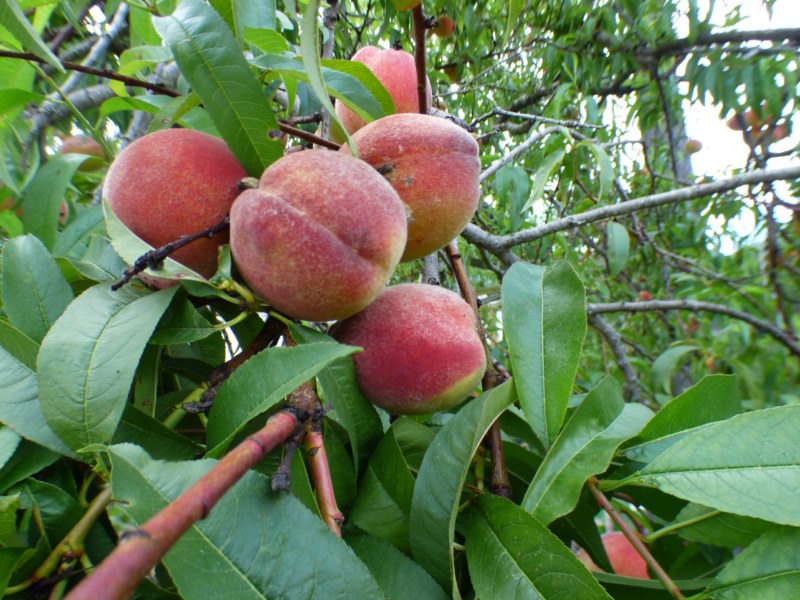 Prunus persica (L .) Batsch., Melocotonero, Melocot�n, Durazno. 3