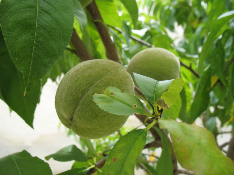Prunus persica (L .) Batsch., Melocotonero, Melocot�n, Durazno. 2