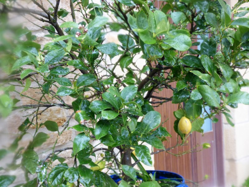 Citrus limonum Risso, Limonero. 3