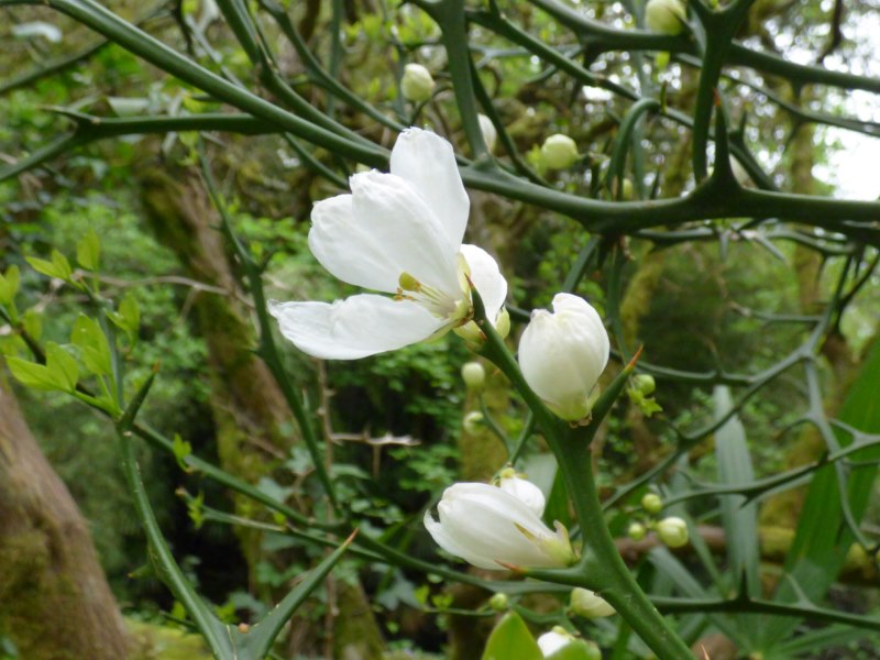Poncirus trifoliata (L.) Raf., Citrus trifoliata L., Naranjo espinoso o trifoliado. 7