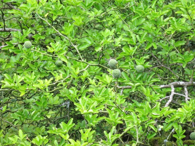 Poncirus trifoliata (L.) Raf., Citrus trifoliata L., Naranjo espinoso o trifoliado.