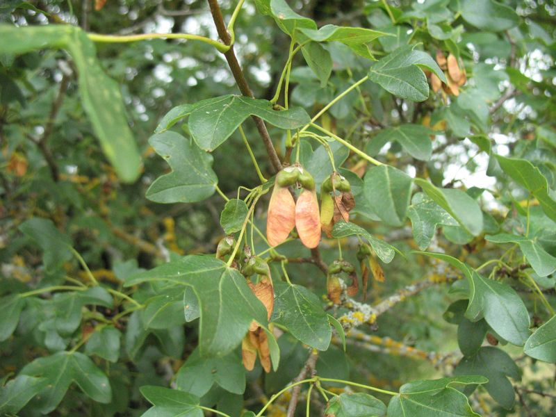 Acer monspessulanum L., Arce de Montpellier
