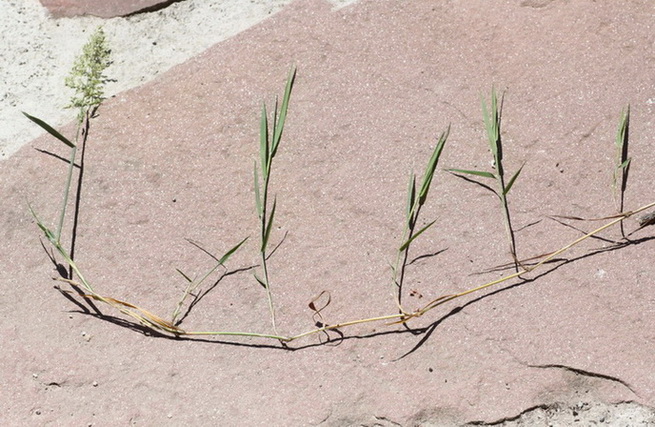 Agrostis stolonifera 2