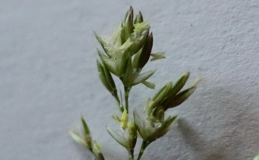 Agrostis stolonifera 4