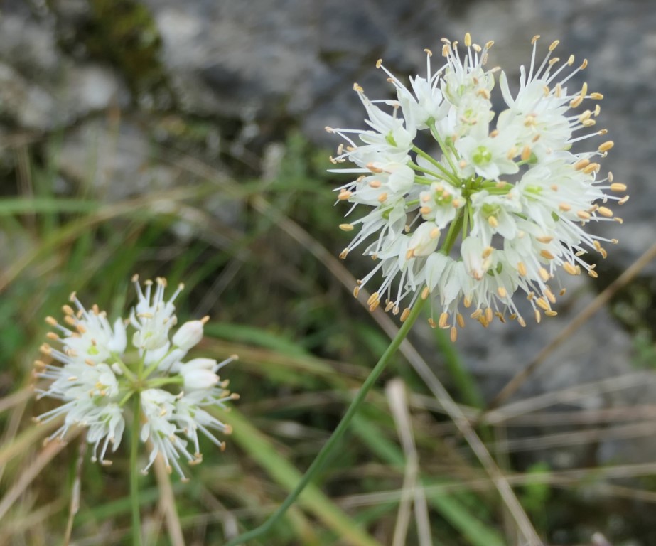 Allium ericetorum Thore. 4