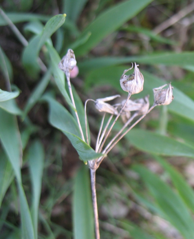 Allium moly L. Fruto marchito.
