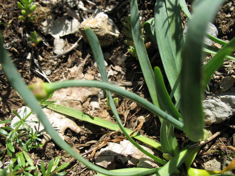 Allium senescens L. subsp. montanum (Fr.) Holub 5