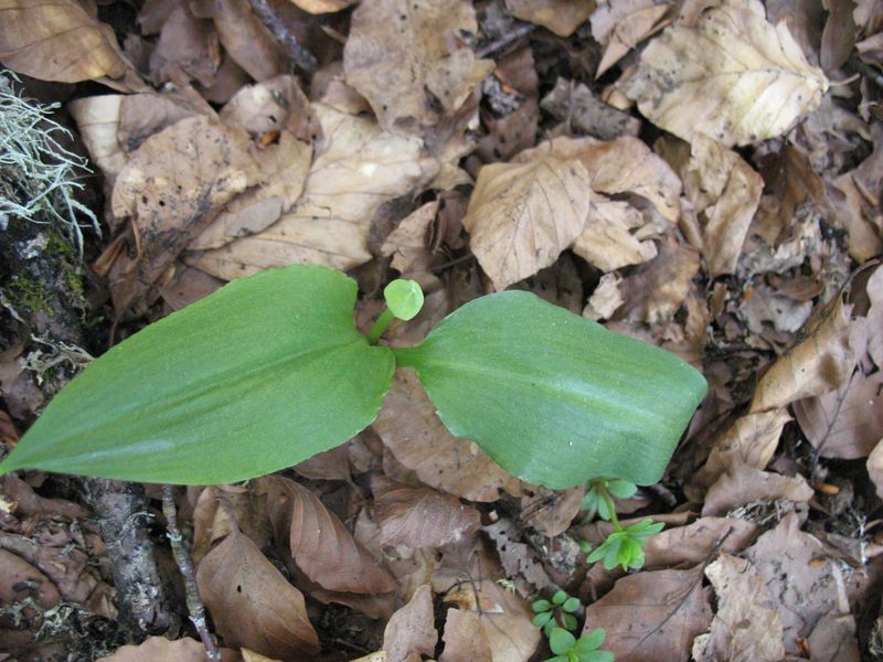 Allium ursinum L., Ajo de oso, Hartz-baratxuri