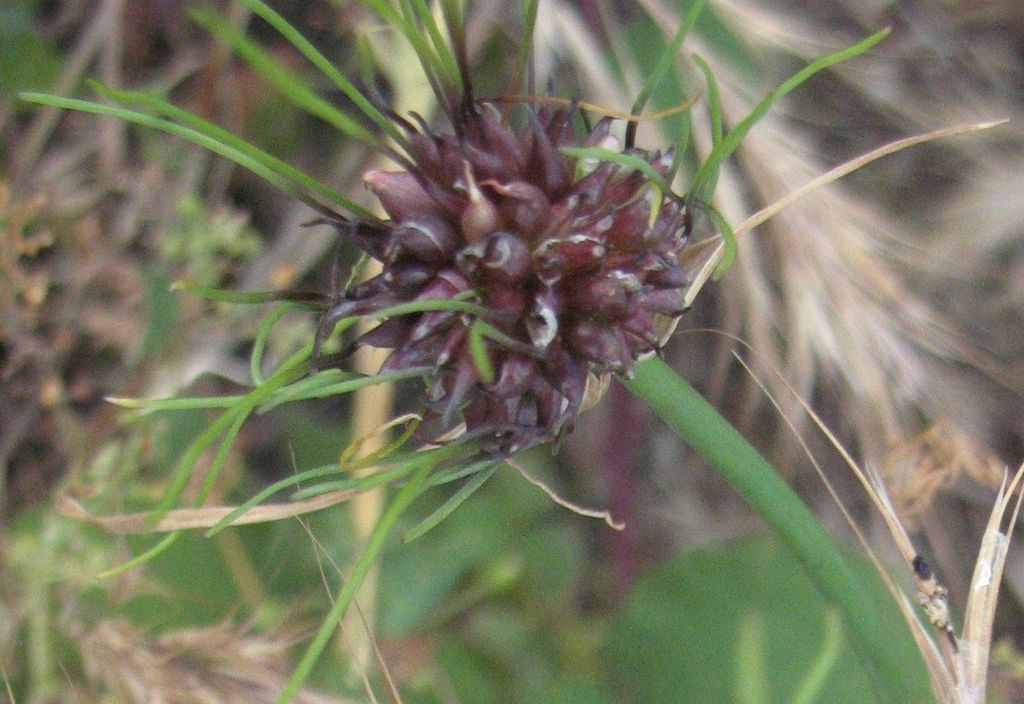 Allium vineale L., Ajo de las vi�as, Puerro de vi�a, Sorgin-baratxuri, Ajicuervo. 8