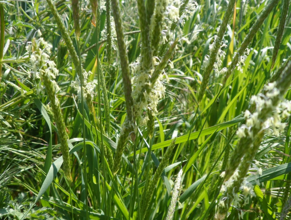 Alopecurus myosuroides Huds. "Cola de zorro de prado delgada"..