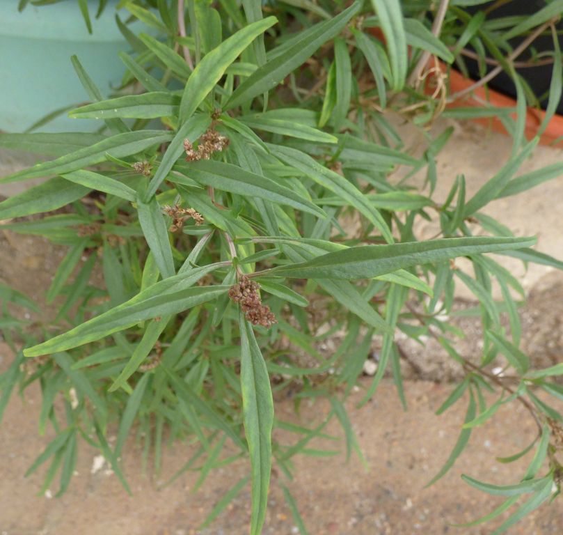 Amaranthus muricatus (Moq.) Hieron., Bledo rastrero 3