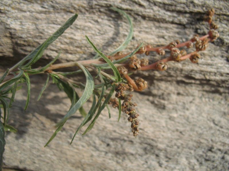 Amaranthus muricatus (Moq.) Hieron., Bledo rastrero