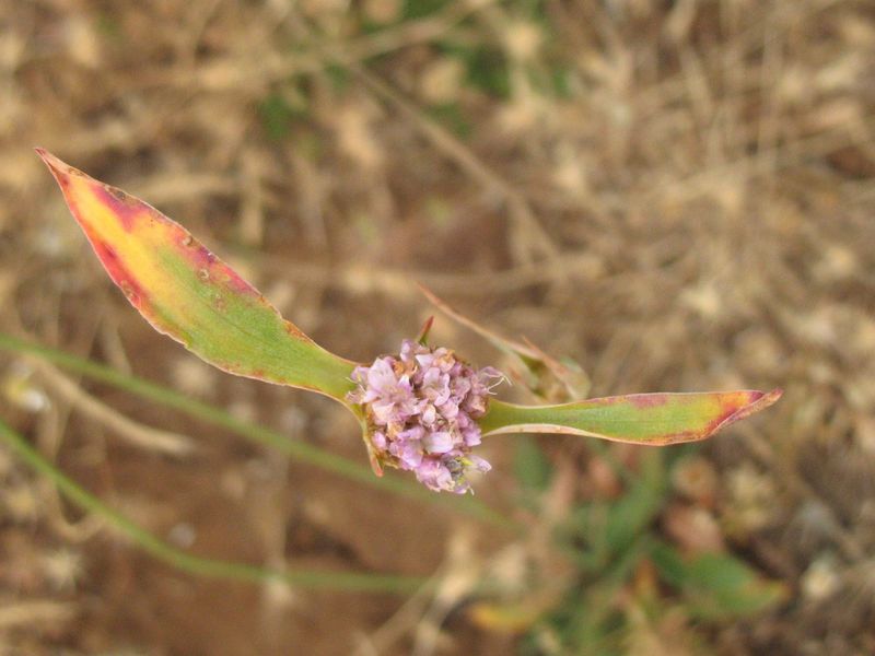 Armeria arenaria (Pers.) Schultes ssp. burgalensis (Sennen & El�as) Uribe-Echebarr�a 3