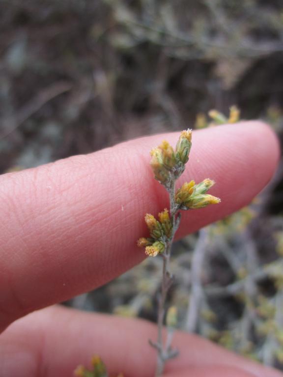 Artemisia caerulescens 5