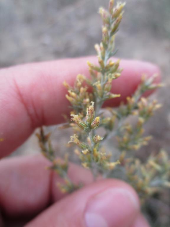 Artemisia caerulescens 4