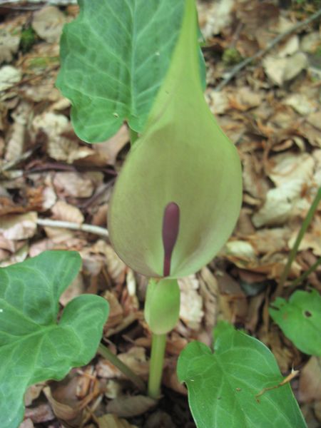 Arum maculatum  L., Aro, Errebelarra. 2